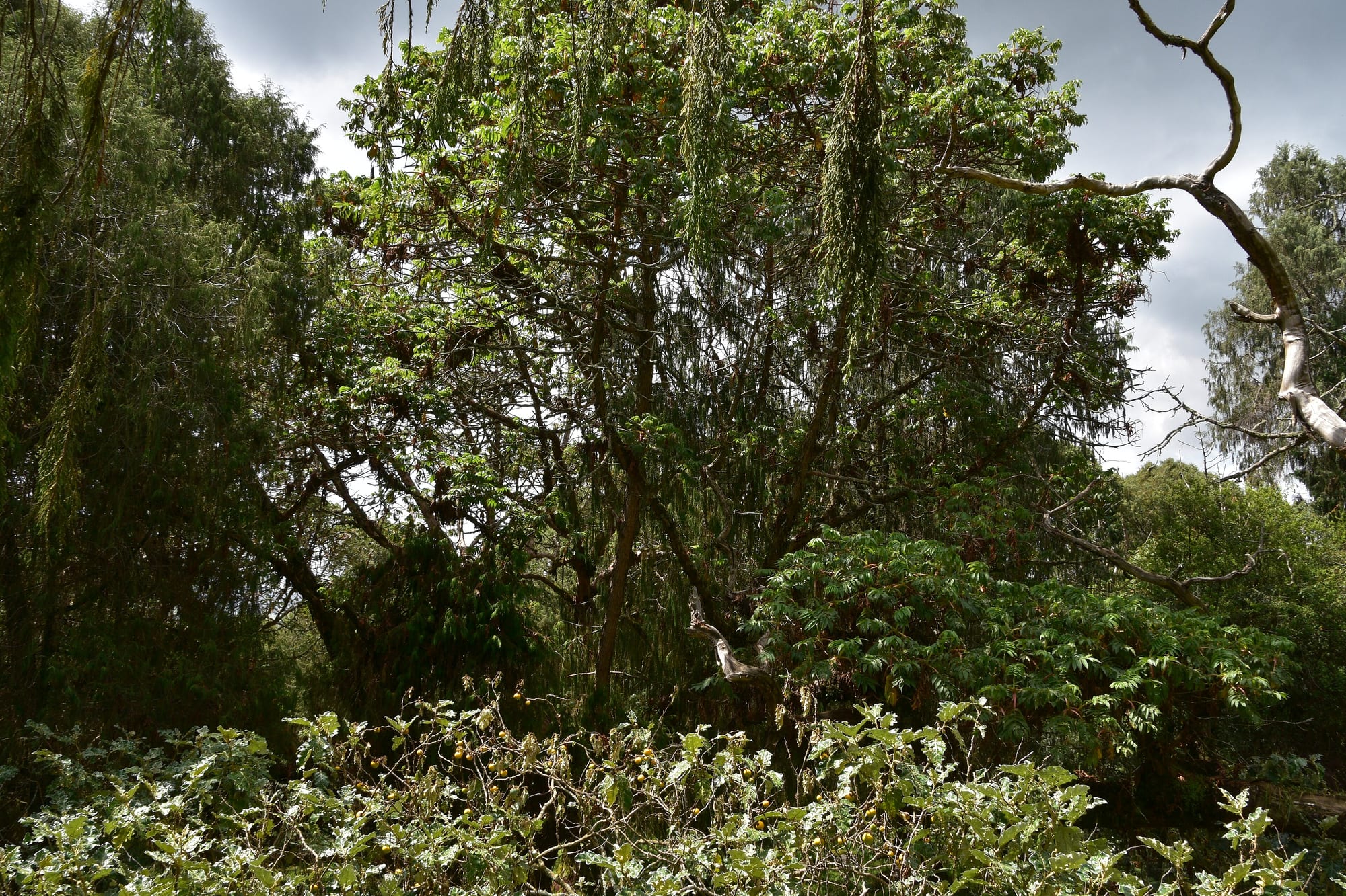 Highland wildlife, Sanetti Plateau, forest, and trekking